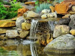 pond-lifstyle-300x223 pond lifstyle